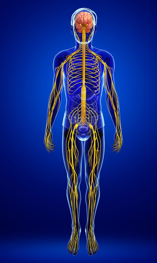 autonomic nervous system autonomic nervous system